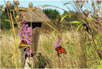 Peterson nest box at Fort Ridgely State Park